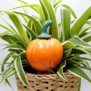 Oya courge Victoria Céramique